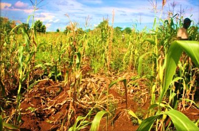 Maize field destroyed by elephants